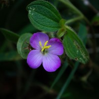 Osbeckia parvifolia Arn.